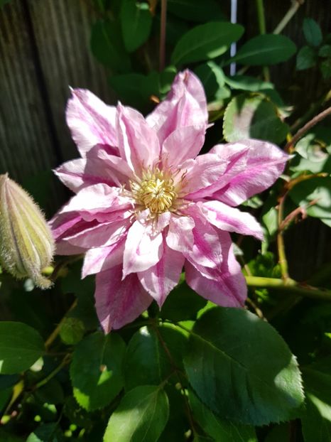  - Clematite 2020-2023