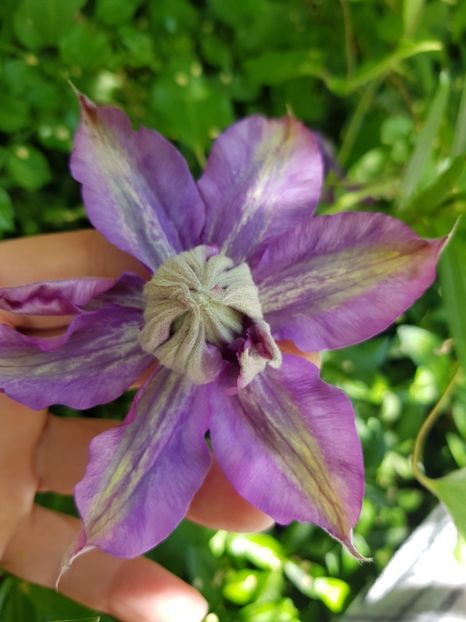  - Clematite 2020-2023