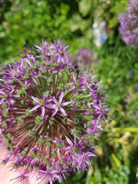  - Allium 2020 21 22