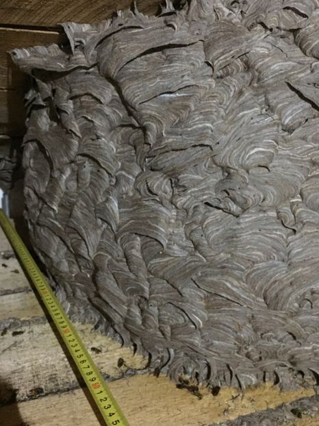 2844B329-7E18-4701-8127-5E846161BA4D - Dezinsectie Viespi - WASPS 2020