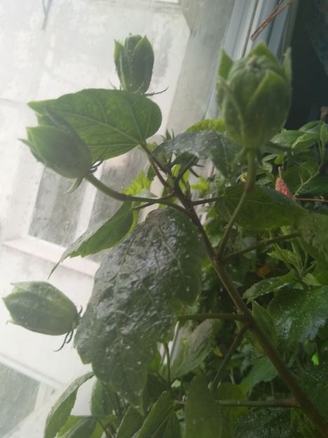  - Semințe de hibiscus