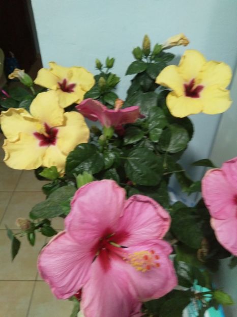  - Semințe de hibiscus