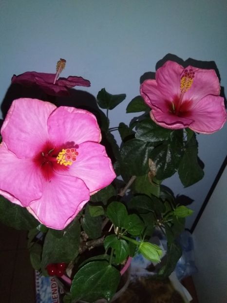  - Semințe de hibiscus