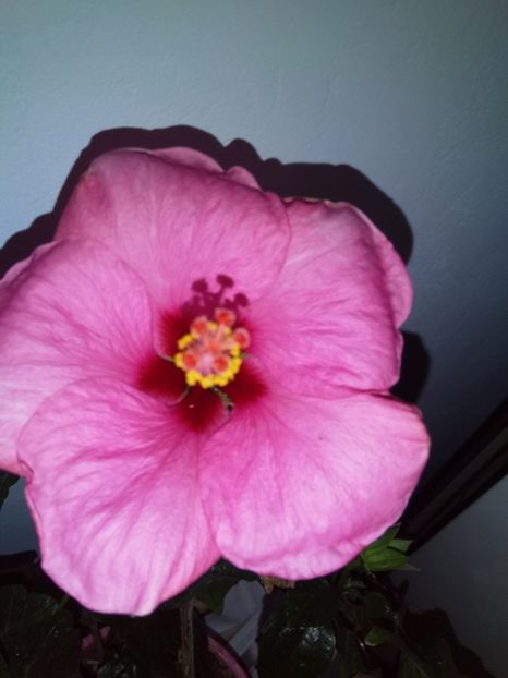  - Semințe de hibiscus