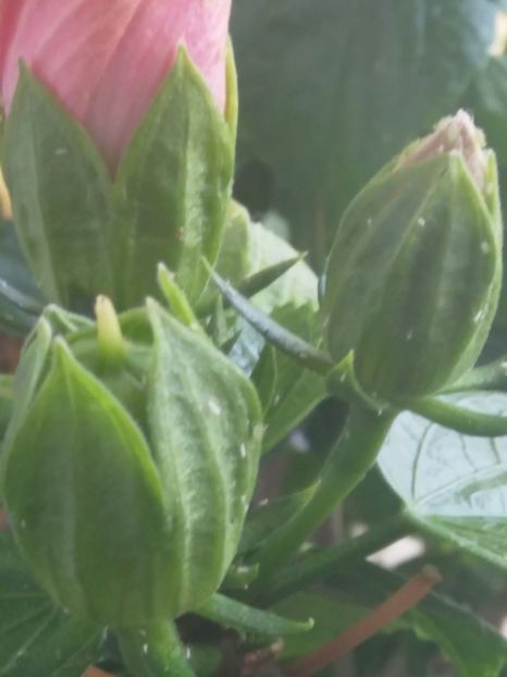  - Semințe de hibiscus