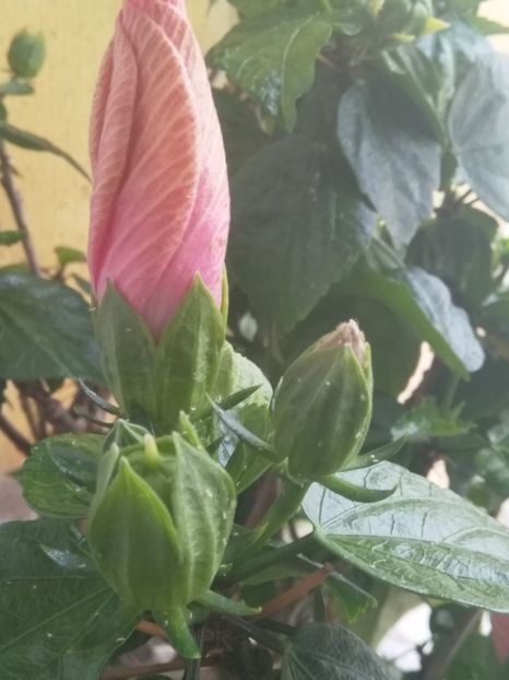  - Semințe de hibiscus