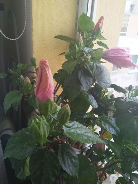  - Semințe de hibiscus