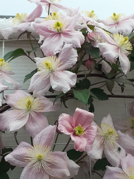  - Clematis Montana Mayleen