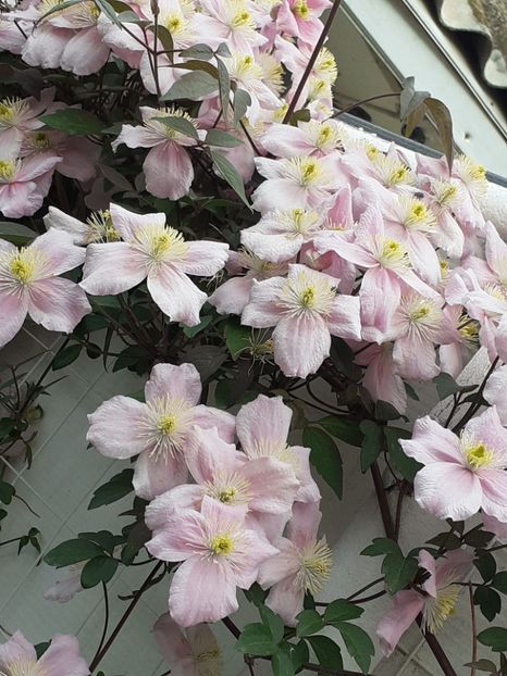  - Clematis Montana Mayleen