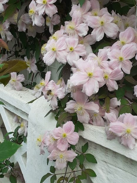  - Clematis Montana Mayleen