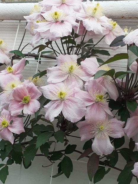  - Clematis Montana Mayleen