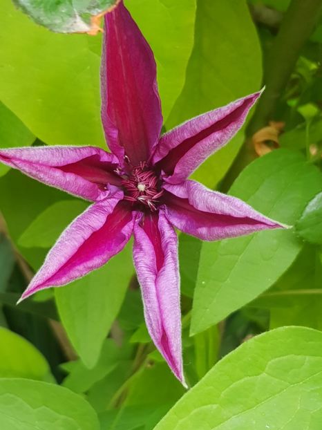  - Clematite 2020-2023