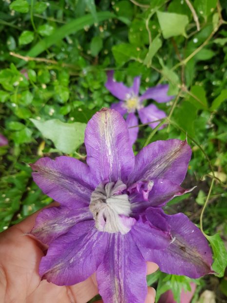 Vivien - Clematite 2020-2023
