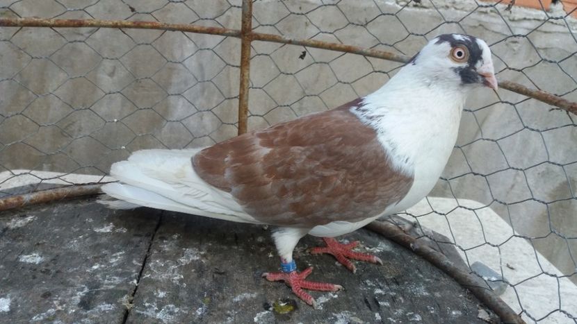  - JUCATORI CARE FAC SPECTACOL