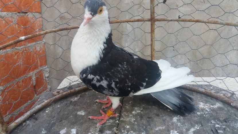  - JUCATORI CARE FAC SPECTACOL