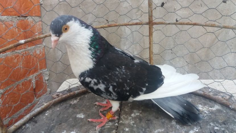  - JUCATORI CARE FAC SPECTACOL