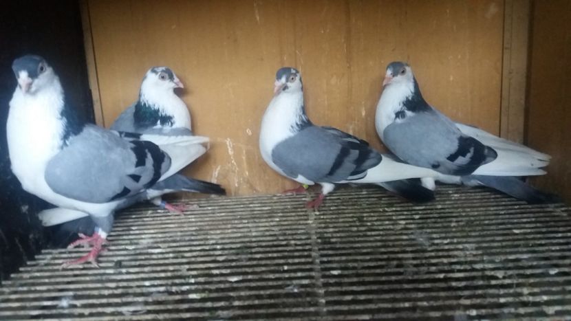  - JUCATORI CARE FAC SPECTACOL