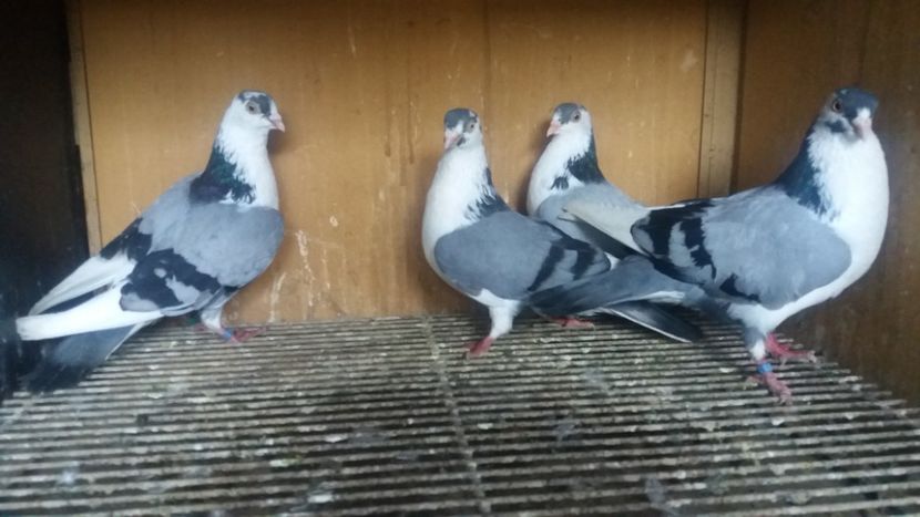 20200502_192432(0) - JUCATORI CARE FAC SPECTACOL