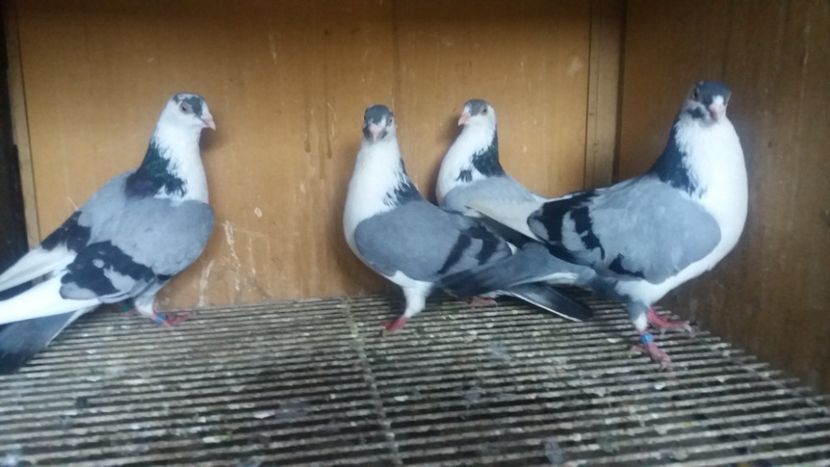  - JUCATORI CARE FAC SPECTACOL