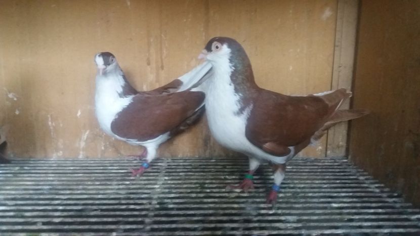  - JUCATORI CARE FAC SPECTACOL