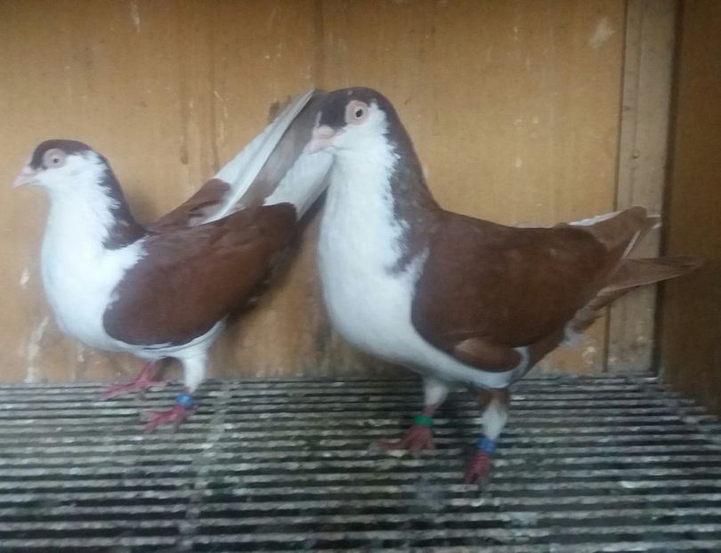 20200502_192058-1 - JUCATORI CARE FAC SPECTACOL