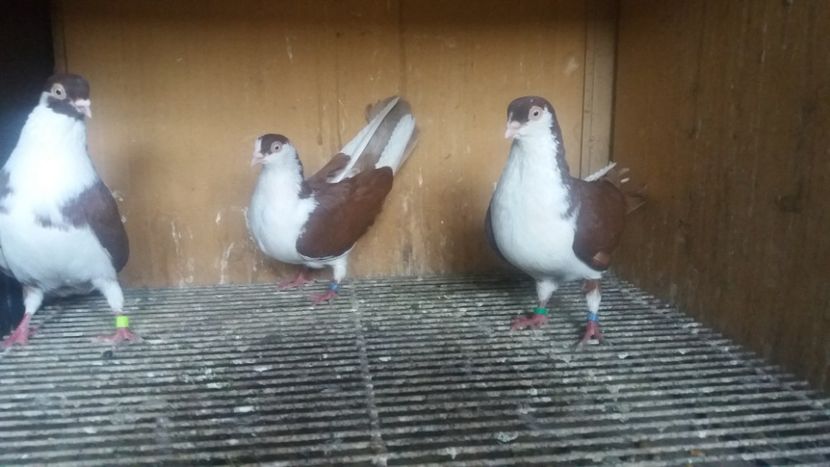  - JUCATORI CARE FAC SPECTACOL