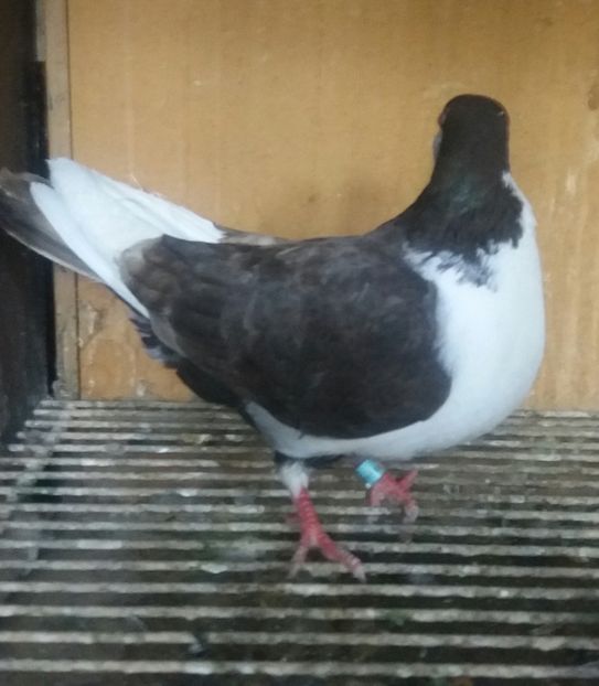 20200502_191347-1 - JUCATORI CARE FAC SPECTACOL