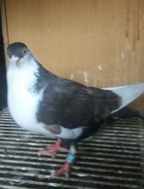 20200502_191324-1 - JUCATORI CARE FAC SPECTACOL