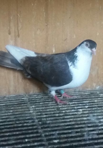 20200502_191200-1 - JUCATORI CARE FAC SPECTACOL