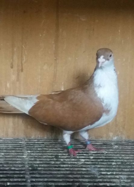 20200502_191021-1 - JUCATORI CARE FAC SPECTACOL