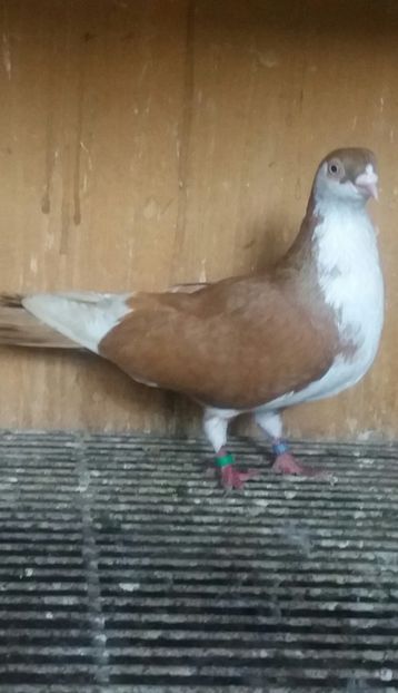 20200502_191019-1 - JUCATORI CARE FAC SPECTACOL