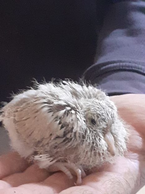 IMG-20200503-WA0000 - Noua volieră ptr turturele rizătoare