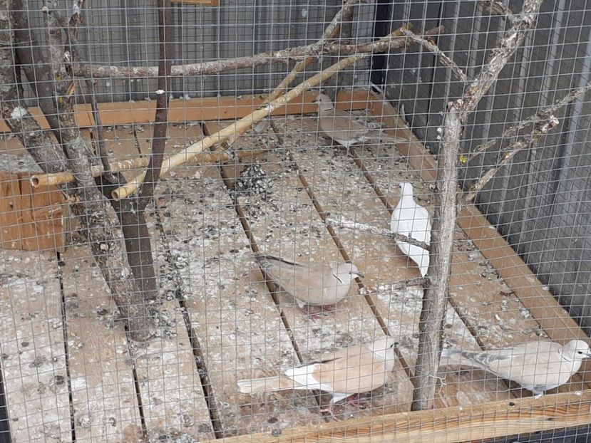  - Noua volieră ptr turturele rizătoare