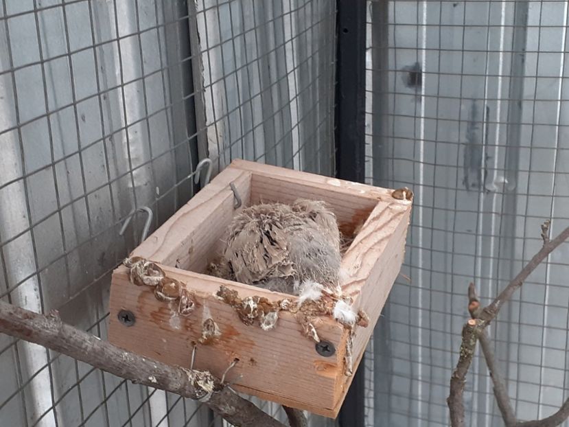  - Noua volieră ptr turturele rizătoare