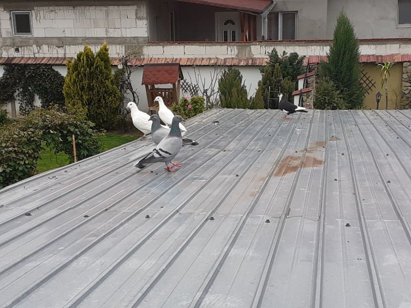  - Porumbei la grămadă în 2020