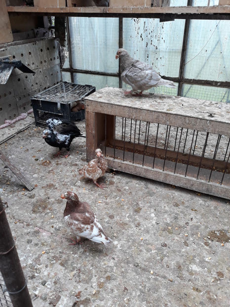  - Indian german 2020