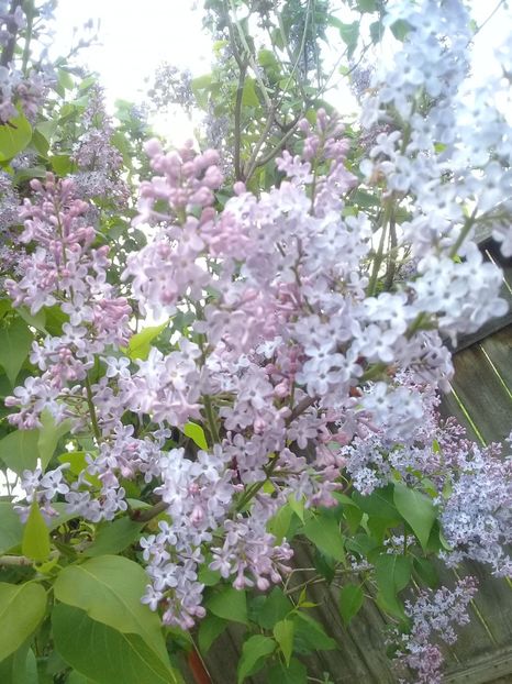 - Syringa vulgaris