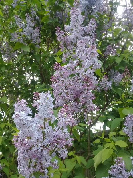  - Syringa vulgaris