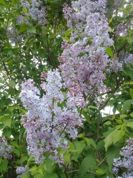  - Syringa vulgaris