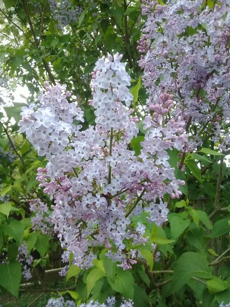  - Syringa vulgaris