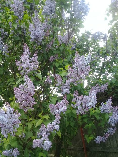  - Syringa vulgaris