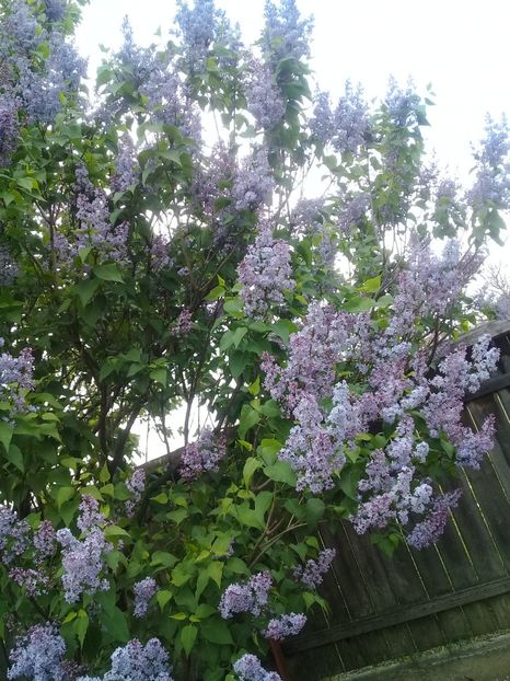  - Syringa vulgaris