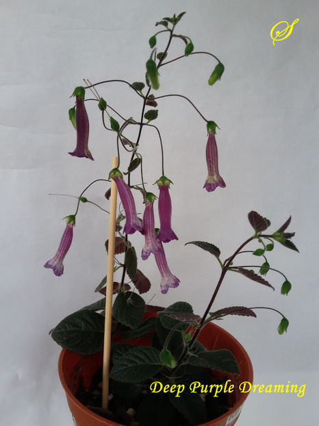 Deep Purple Deaming(3-05-2020) - Sinningii 2020