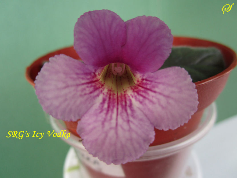 SRG s Icy Vodka(3-05-2020) - Sinningii 2020