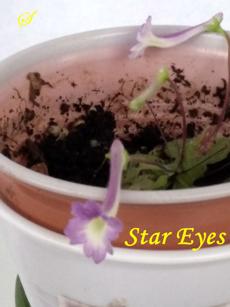 Star Eyes(3-05-2020) - Sinningii 2020