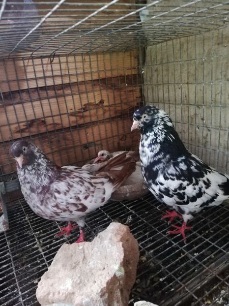 2020 parlori - roller parlor