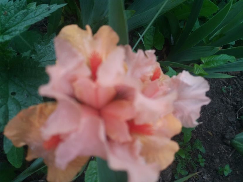  - Primavara lui 2020