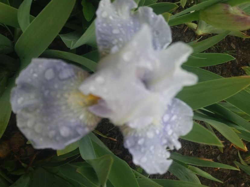  - Primavara lui 2020