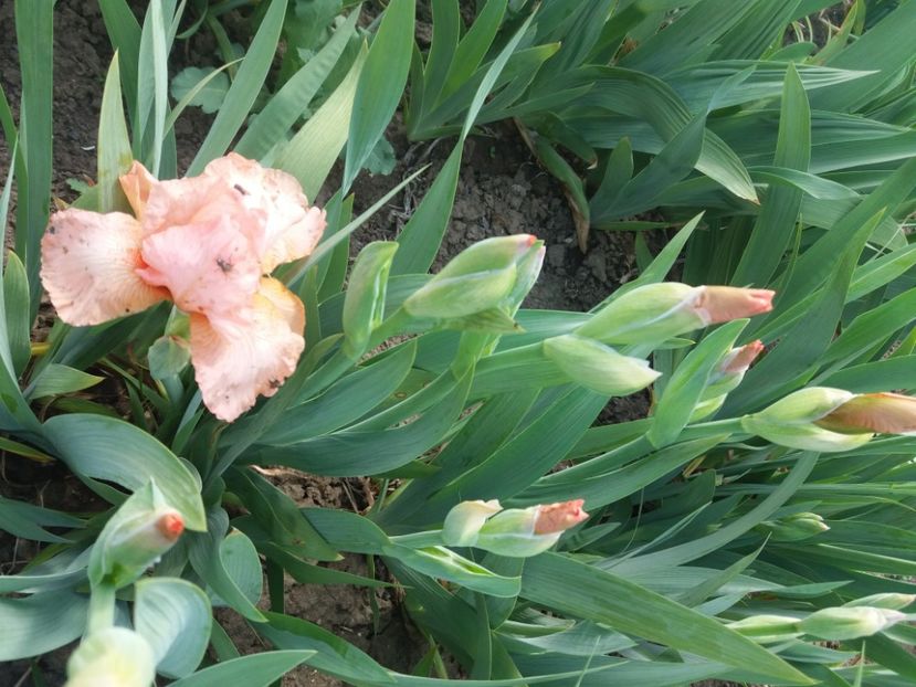  - Primavara lui 2020