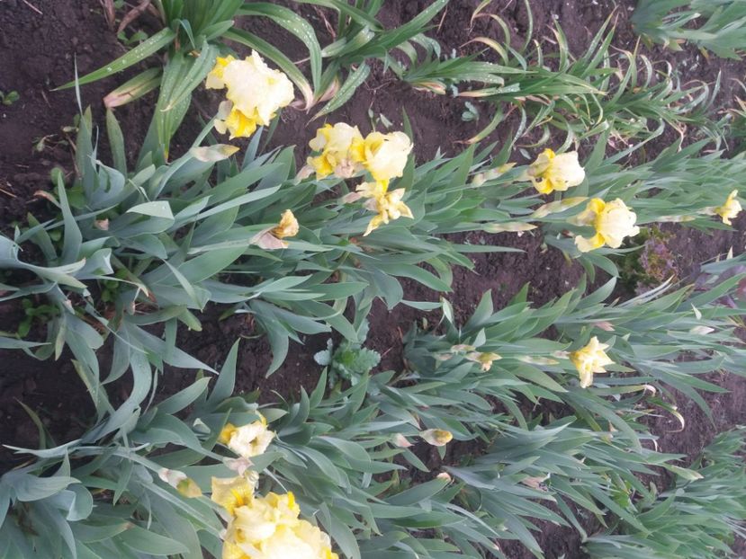  - Primavara lui 2020